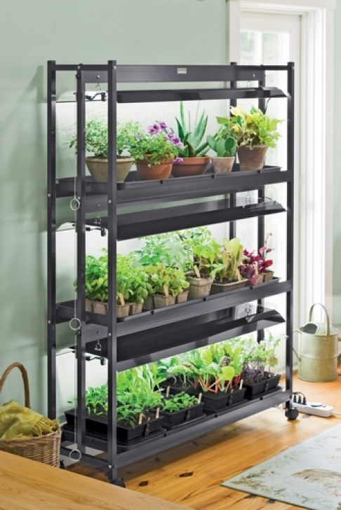 3 Tier Sunlite Garden 3 Tier Sunlite® Garden - National Garden Bureau Photo 021