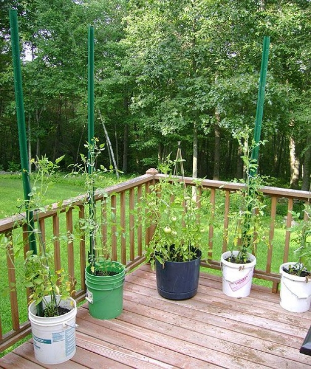 5 Gallon Bucket Tomatoes 5 Gallon Bucketsmaybe I Should Plant My Pole Beans In Picture 361