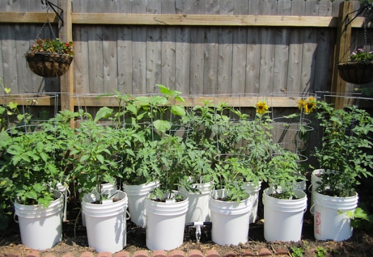 5 Gallon Bucket Tomatoes Determinate Tomatoes In 5 Gallon Buckets With Drip Picture 935