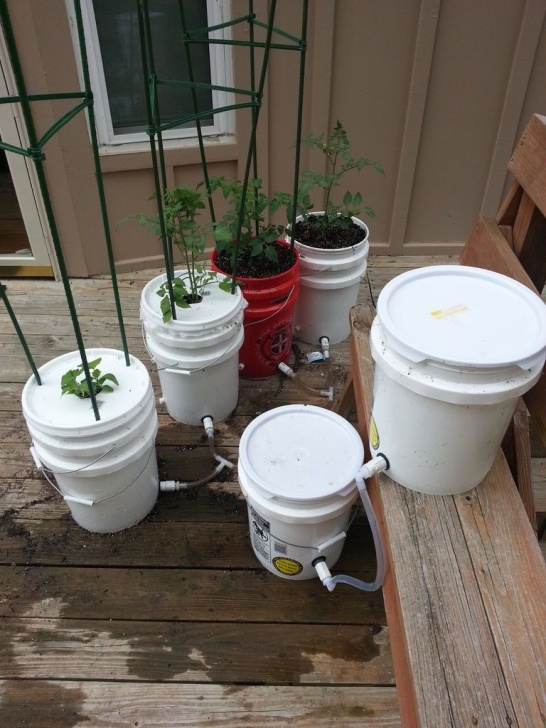 5 Gallon Bucket Tomatoes How To Build A 5 Gallon Self Wicking Tomato Watering Picture 496