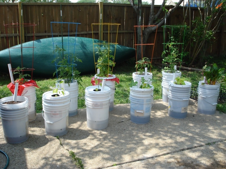 5 Gallon Bucket Tomatoes Ladybugs And Bumblebees | A Journal Of The Awakening Of A Photo 025