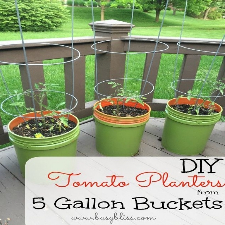 5 Gallon Bucket Tomatoes Tomato Planters From 5 Gallon Buckets | Tomato Planter Picture 987