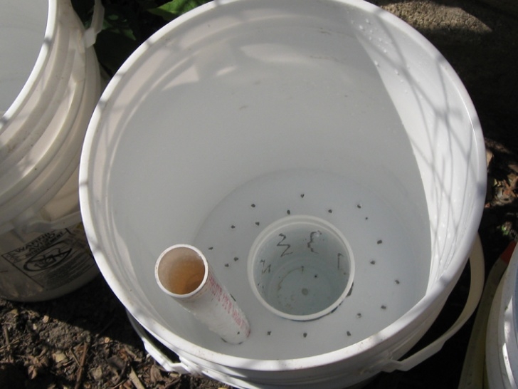 5 Gallon Bucket Tomatoes Update: Gardening With A Vengeance, Sort Of. – Snarkyvegan Photo 458