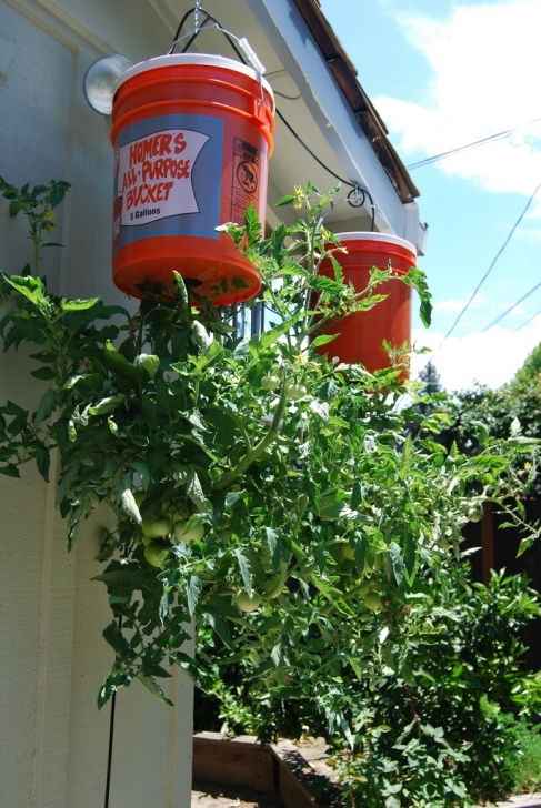 5 Gallon Bucket Tomatoes Upside Down Tomatoes: How To Grow Tomatoes Upside Down Picture 616