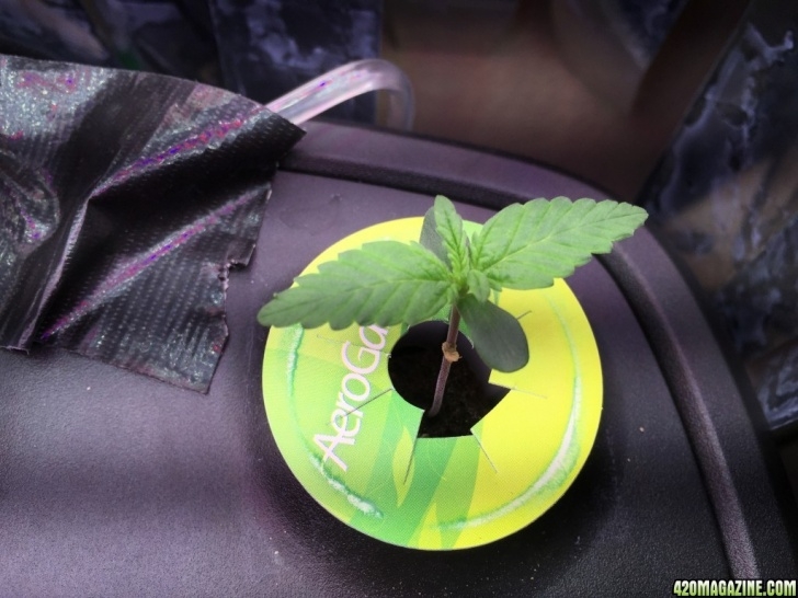 Aerogarden Change Water First Grow! - Aerogarden Ultra With Mars Reflector 48 Picture 738