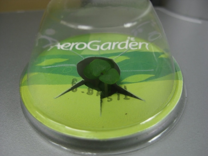 Aerogarden Change Water March 2011 | Indoor Gardening - My Aerogarden And Picture 806