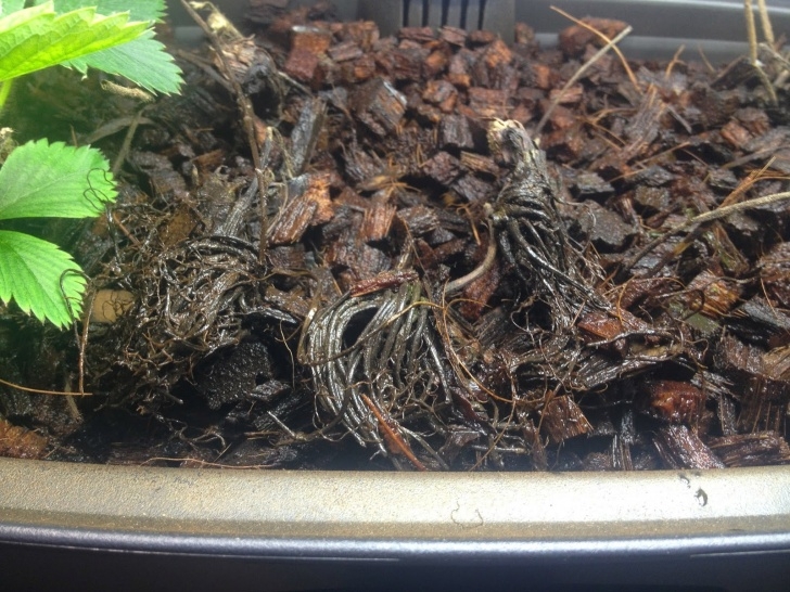Aerogarden Green Algae Aerogarden Strawberry Crowns - Try Try Again | Indoor Image 183