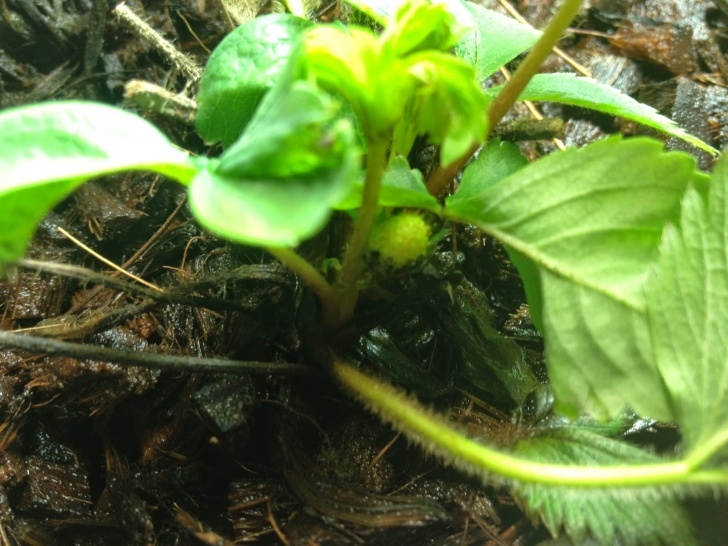 Aerogarden Green Algae Aerogarden Strawberry Crowns - Try Try Again | Indoor Image 955