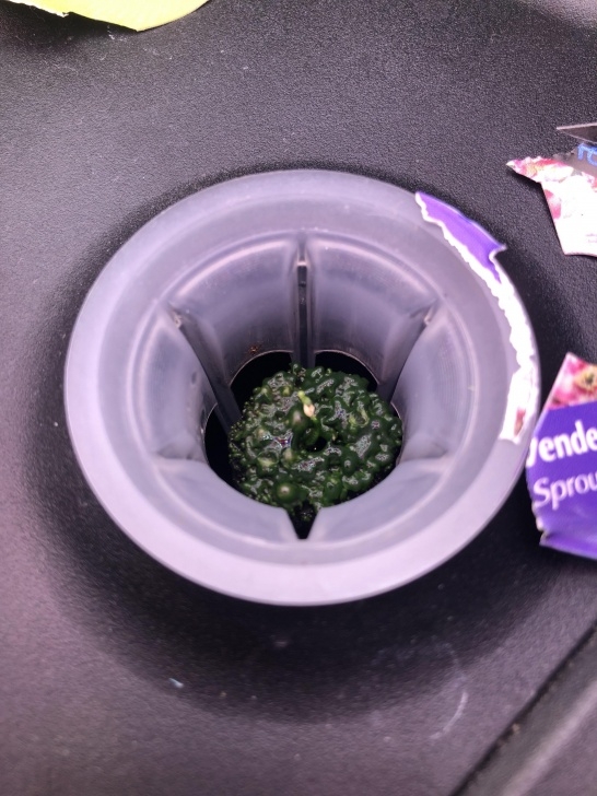 Aerogarden Green Algae First Time User Of An Aerogarde Here. Is It Normal For The Picture 563
