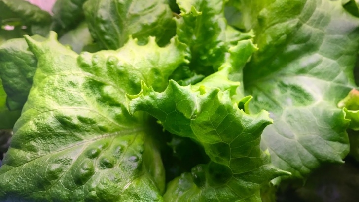 Aerogarden Harvest Reset Aerogarden Lettuce Instructions Pdf Image 593