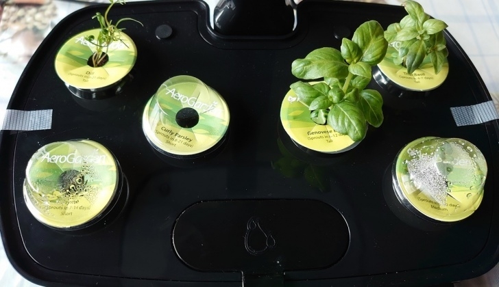 Aerogarden Harvest Reset Miracle-Gro Aerogarden Harvest - 2 Wochen (Teil 2) | O₂ Picture 011