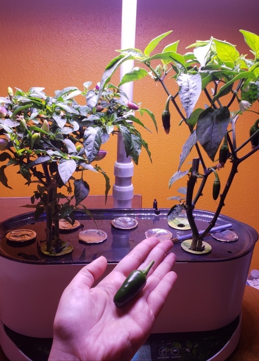 Aerogarden Harvest Reset Overview For Wicked_Odie Photo 844