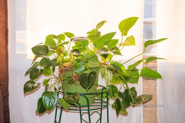 Aerogarden Reset Nutrient Timer Maine Garden Ideas - Garden Thyme Blog - Learning To Image 788