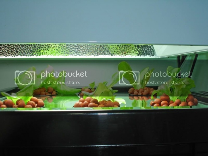 Aerogarden Water Capacity Diy Aeroponic System | Page 3 | Aerogardenmastery Picture 210