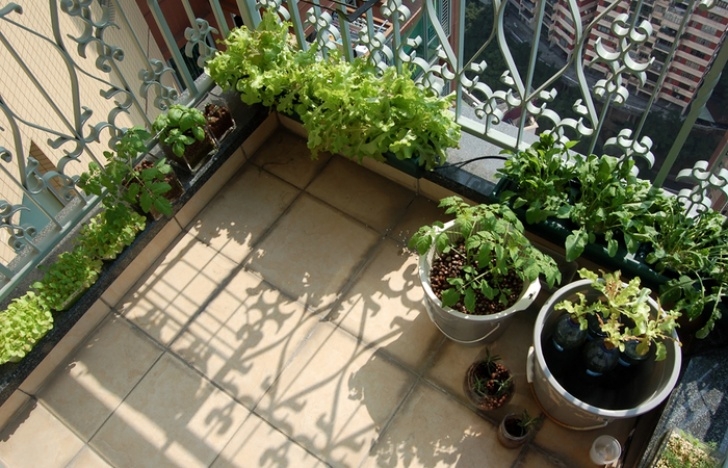 Apartment Balcony Vegetable Garden Apartment Patio Backyard Veggie Balcony Vegetable Garden Image 290