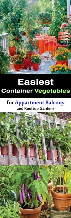 Apartment Balcony Vegetable Garden Easiest Vegetables For Balcony &amp; Rooftop Garden Photo 847