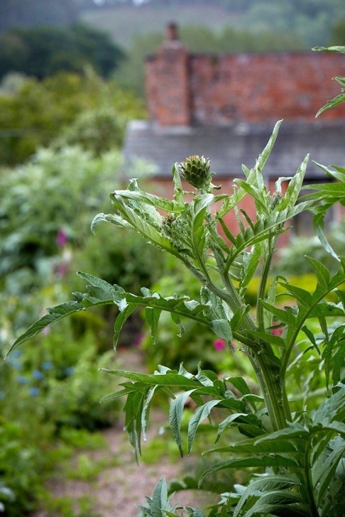 Artichoke Companion Plants Gardening 101: Globe Artichoke | Garden, Allotment Image 132