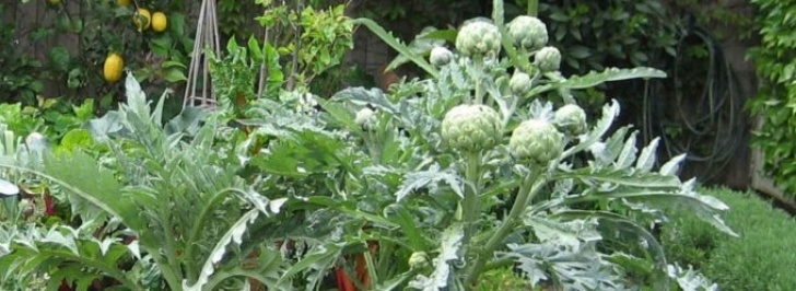 Artichoke Companion Plants Growing Globe Artichoke | Sustainable Gardening Australia Image 689