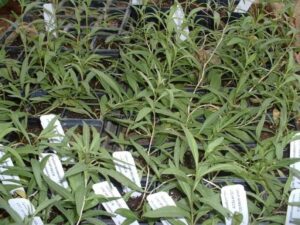 Artichoke Companion Plants Lycium Barbarum Image 911