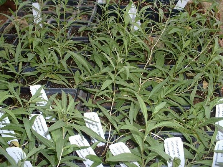 Artichoke Companion Plants Lycium Barbarum Image 911