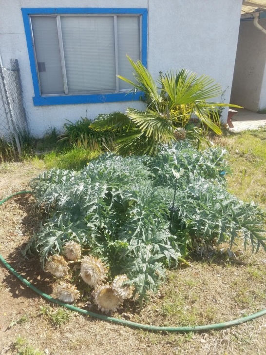 Artichoke Companion Plants My Artichoke Plant Survived The Winter. It Also Survived Photo 453