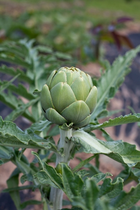 Artichoke Companion Plants Potted Artichoke Care – Can You Plant An Artichoke In A Photo 542