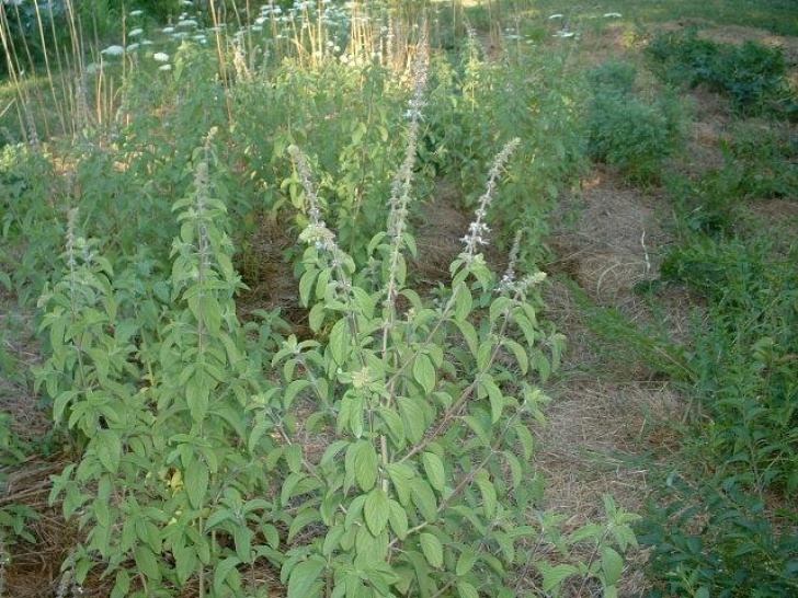 Artichoke Companion Plants Potted Plants - Companion Plants - Stachys Affinis Chinese Image 072