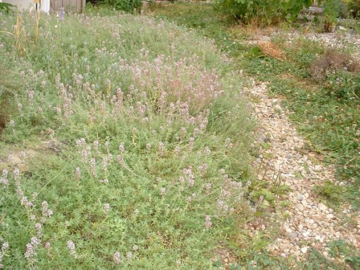 Artichoke Companion Plants Potted Plants - Companion Plants - Stachys Affinis Chinese Photo 441