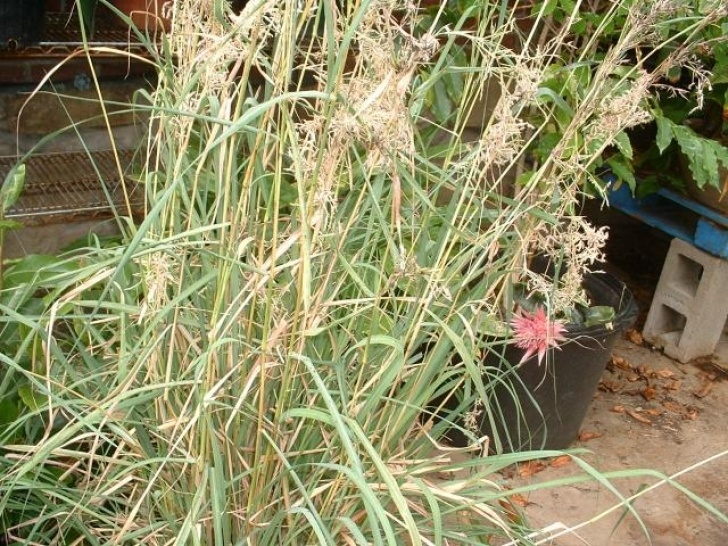 Artichoke Companion Plants Potted Plants - Companion Plants - Stachys Affinis Chinese Picture 828