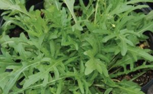 Arugula Companion Plants Shop Basil, Genovese And Other Seeds At Harvesting History Image 248