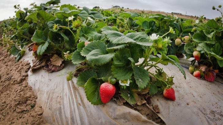 Asparagus Companion Plants Companion Planting For Strawberries | Companion Gardening Picture 601