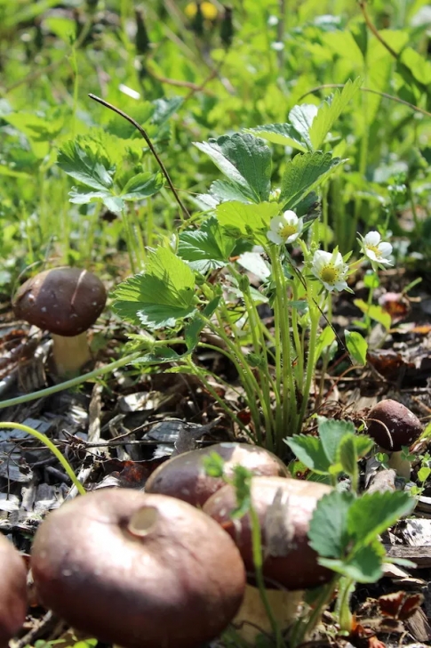 Asparagus Companion Plants Companion Planting Strawberries With Mushrooms Photo 274