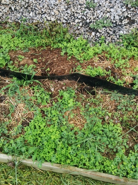 Asparagus Companion Plants Companion Planting | Thegreenergrassfarm Photo 922