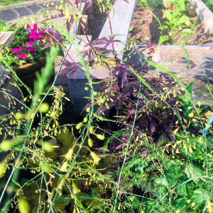 Asparagus Companion Plants Companion Plants For Asparagus (Forest Garden Forum At Image 965