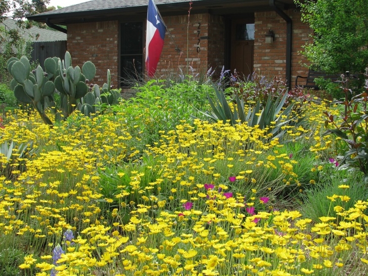 Backyard Prairie Garden Plano Prairie Garden: The End Of My Foolish Prairie Garden Picture 196