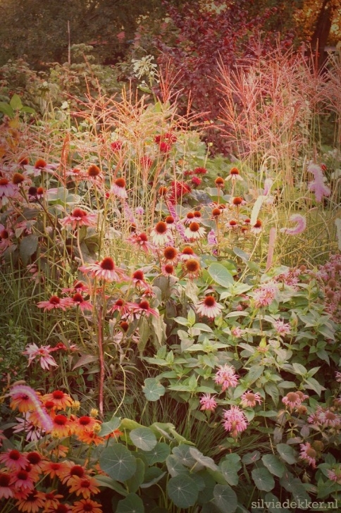 Backyard Prairie Garden Prairie Border With Grasses, Bergamot And Echinacea Picture 067