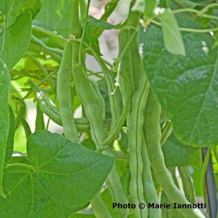 Beans Companion Plants 5 Easy To Grow Vegetables Image 575