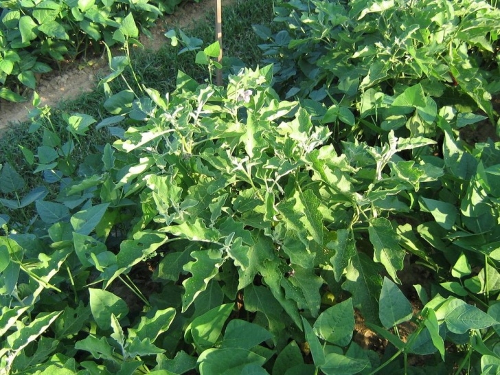 Beans Companion Plants Companion Planting Forum: Planting Baby Lima Beans With Picture 354