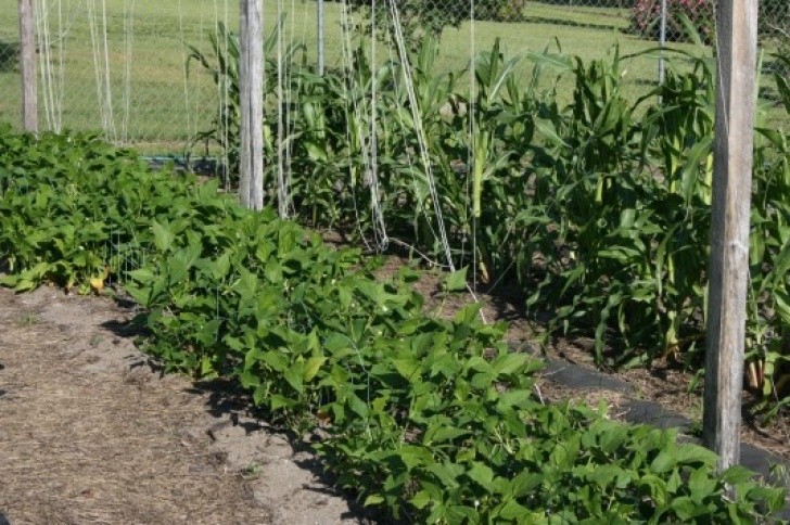 Beans Companion Plants Companion Planting Image 063
