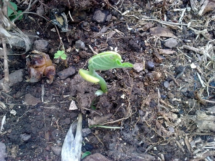 Beans Companion Plants Companion Planting - Organic Gardening: Green Finger Tips Image 508