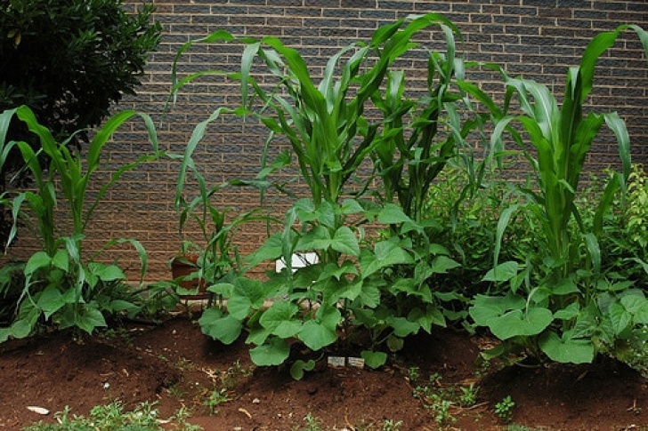 Beans Companion Plants Drip Depot'S Drip Irrigation Blog Photo 030
