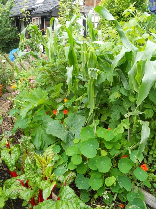 Beans Companion Plants Sweetcorn (With Climbing Beans Climbing Them) Courgette Photo 177