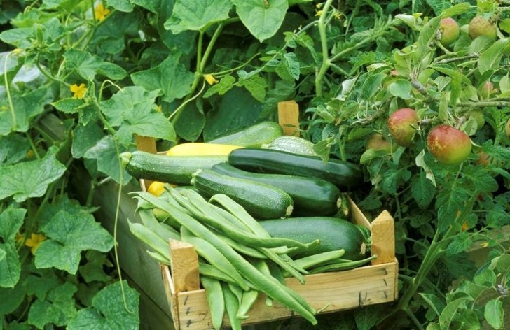 Beans Companion Plants The Best Companion Plants For Pole Beans And Bush Beans Image 538