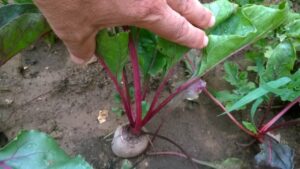 Beet Companion Plants How To Grow Beetroot - Home And Garden Image 687