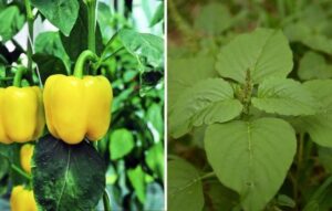 Bell Pepper Companion Plants 26 Plants You Should Always Grow Side-By-Side | Companion Image 037