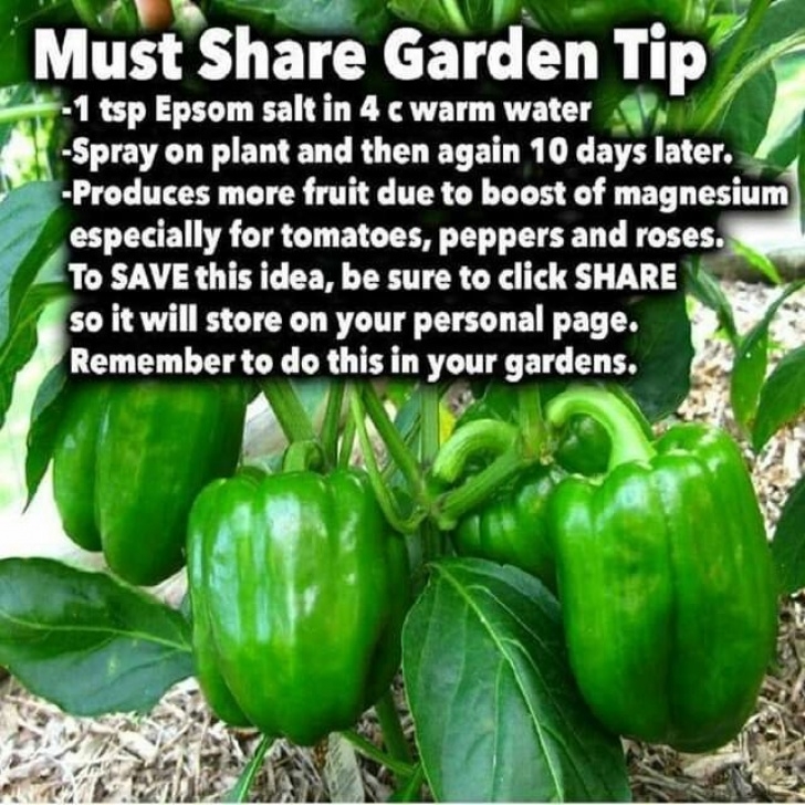 Bell Pepper Companion Plants Pin By Angie Craugh On Gardening Tips In 2020 | Epsom Salt Picture 678