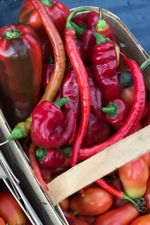 Bell Pepper Companion Plants The Best Companion Plants For Peppers In Your Backyard Garden Picture 623