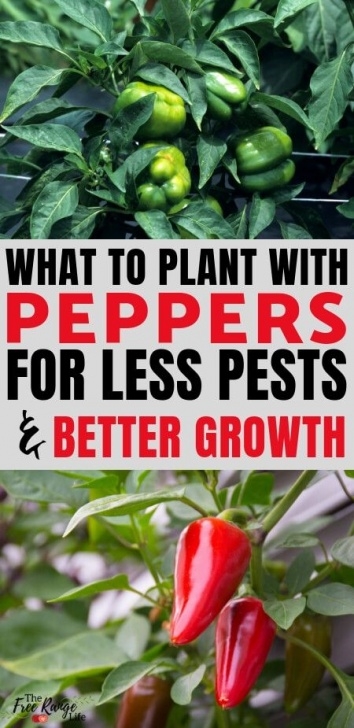 Bell Pepper Companion Plants The Best Companion Plants For Peppers In Your Backyard Picture 917