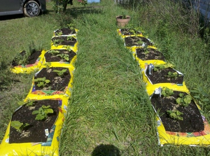 Best Bagged Soil For Vegetable Garden 17 Best Gardening Zone 6 And 6A Images On Pinterest Picture 665