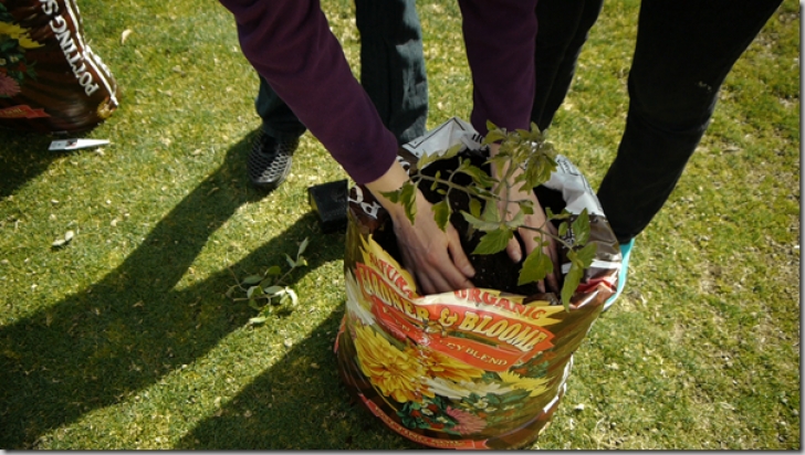 Best Bagged Soil For Vegetable Garden 429 Too Many Requests Picture 296
